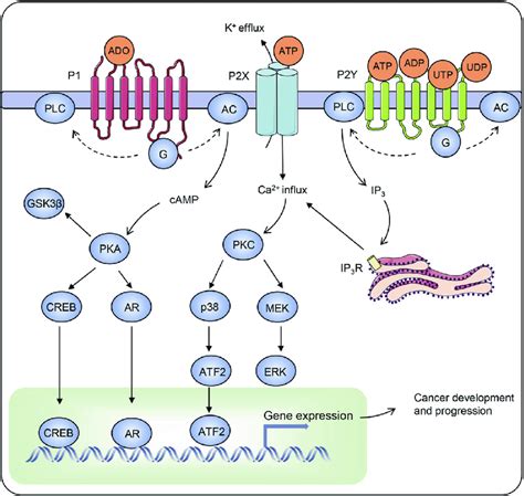 Purinergic Signalling Involved In The Initiation And Progression Of