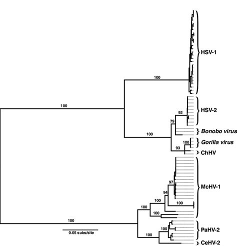 Maximum Likelihood Phylogenetic Tree Of Cercopithecidae And Homininae