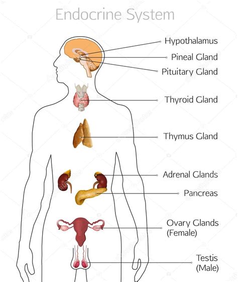 Anatomy Of Endocrine System