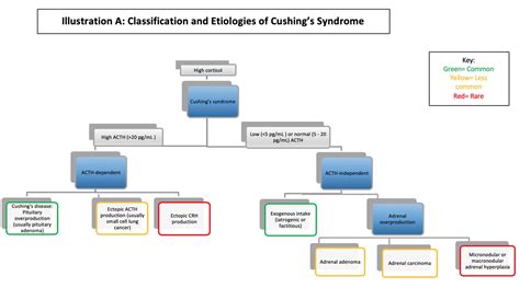 Graves Disease And Cushing Syndrome Pregnant Center Informations