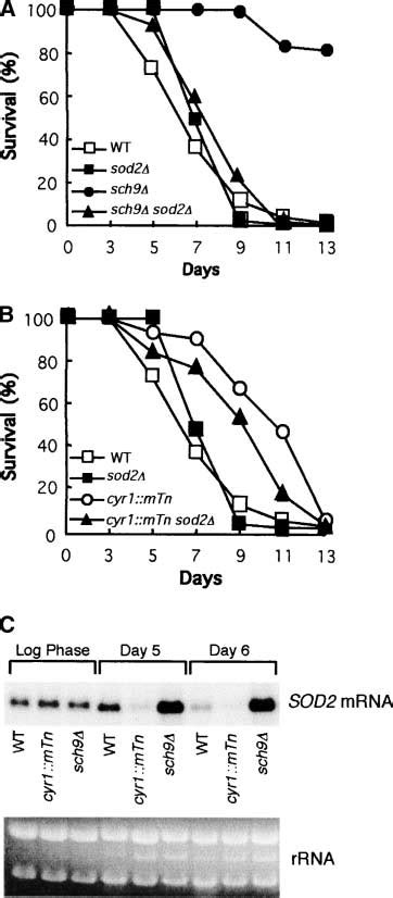 —mitochondrial Sod Sod2 Is Required For The Download Scientific Diagram