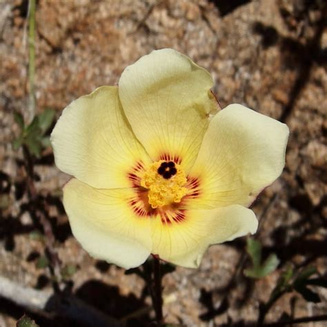 Hibiscus Coulteri Ecorestore Portal