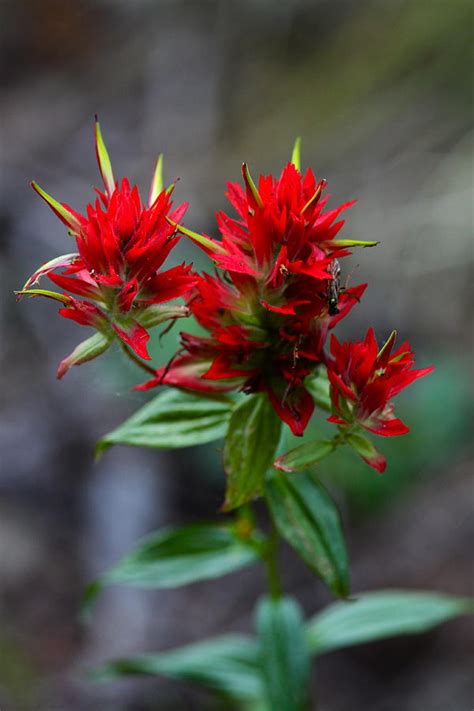 Scarlet Red Indian Paintbrush Photograph by Karon Melillo DeVega - Pixels