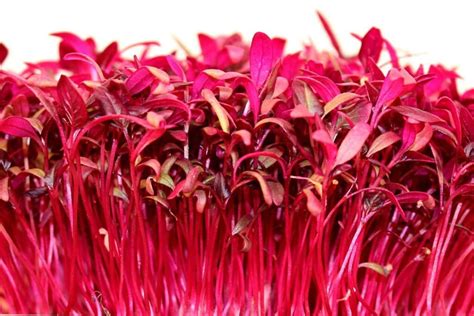 Amaranth Red Garnet Microgreen Seeds Sierra Flora