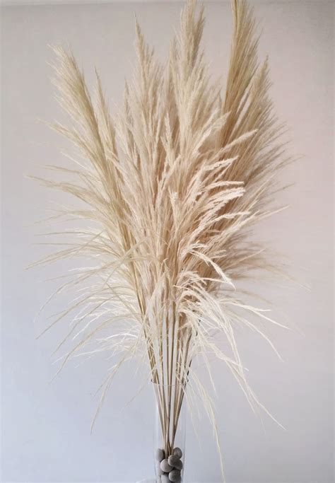 Ripley PACK PLANTAS DECORA FLORES Y MAS PAMPAS LARGE BEIGE GRASS