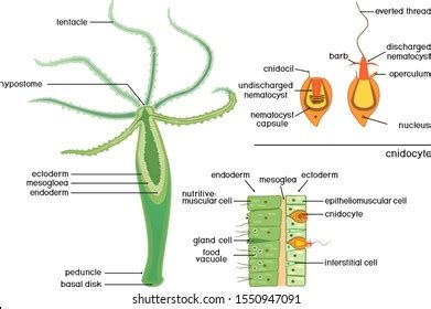 Hydrozoa Photos and Images | Shutterstock