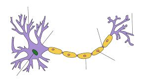 Myelinated neuron Diagram | Quizlet