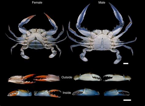 Nature Notes – The Blue Crab | Panhandle Outdoors