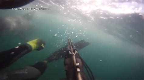 Spearfisher Captures 'Gnarly' Great White Shark Attack on Camera - ABC News