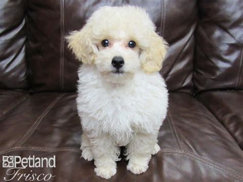 Miniature Poodle Dog Male Cream 2773114 Petland Frisco Texas