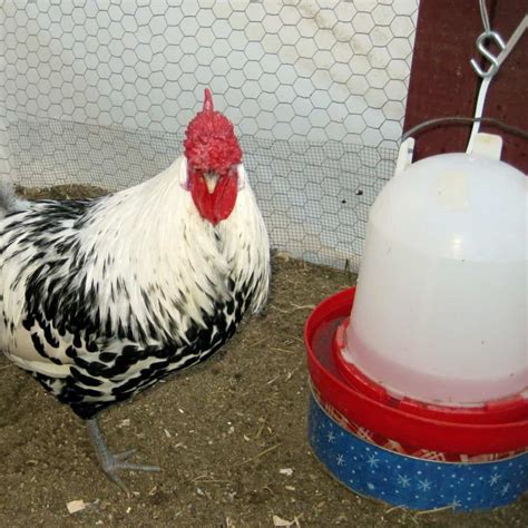 Cuándo comenzarán a poner huevos sus gallinas Pol y Edro