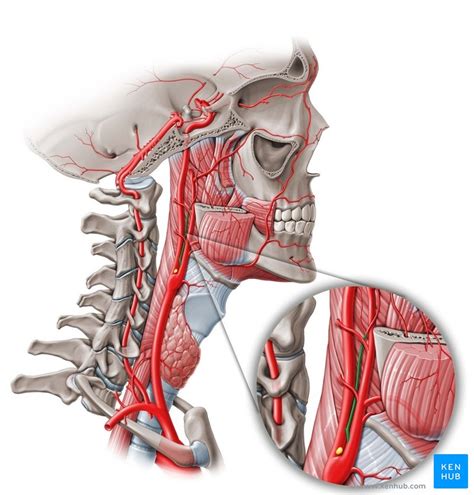 Arteria pharyngea ascendens Anatomie Verlauf u Äste Kenhub