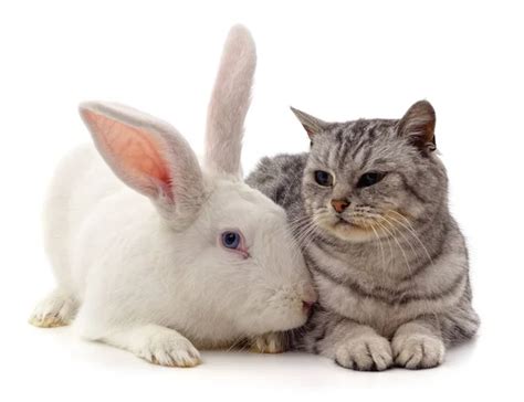 Cat Rabbit Images Search Images On Everypixel