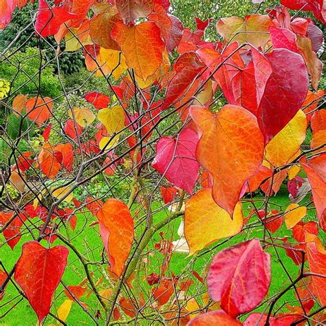 Cercis Canadensis Forest Pansy Eastern Redbud Forest Pansy Forest