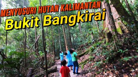 BOCIL PETUALANG MENJELAJAHI HUTAN KALIMANTAN YANG MASIH ALAMI BUKIT