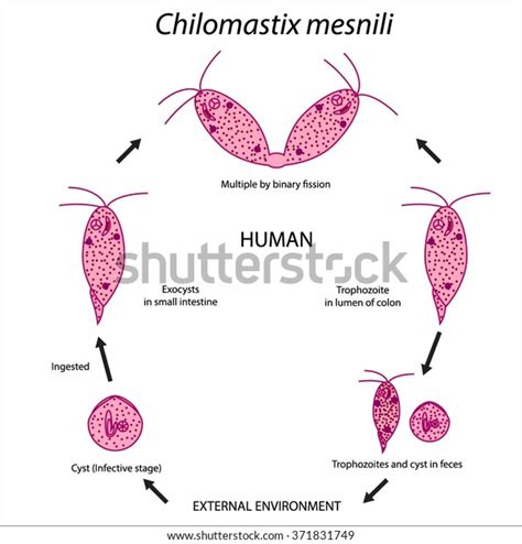 Chilomastix Mesnili Parasitic Microscope Stock Vector Royalty Free