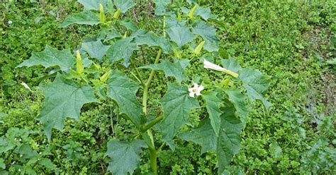 Around Perranuthnoe Thorn Apple