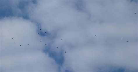 Connecticut Audubon Society: Blue Jay migration