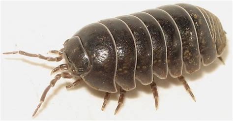 Armadillidiidae Alchetron The Free Social Encyclopedia