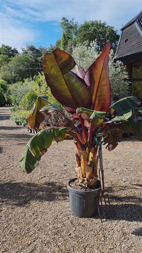 Ensete Ventricosum Maurelii Red Abyssinian Banana 110 130cmpalm