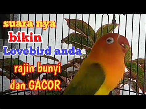 Pancingan Suara Lovebird Ngekek Panjang Jadikan Labet Anda Rajin Bunyi