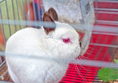 25 White Rabbit Breeds With Pictures & Videos