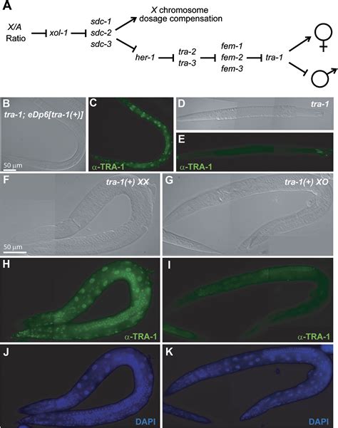 The C Elegans Sex Determining Gli Protein Tra 1a Is Regulated By Sex