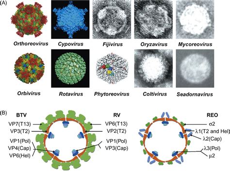 Reoviridae Veterian Key