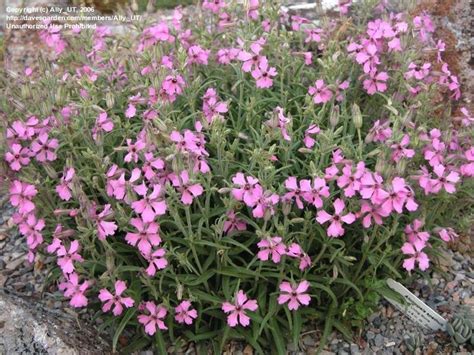 Plantfiles Pictures Silene Species Maguire Campion Plateau Catchfly