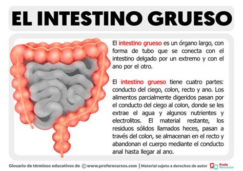 Qué es el intestino Grueso