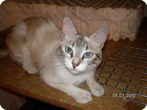 Milka Gato Adoptado En Novelda Alicante Bamb Difunde