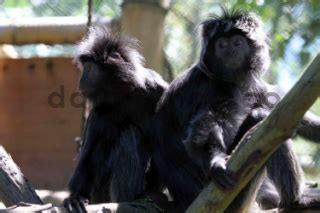 Lutung Jawa Dari Ciwidey Tiba Di Coban Talun Datatempo