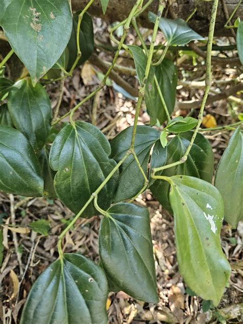 Australian Pepper Vine From Lake MacDonald QLD 4563 Australia On July