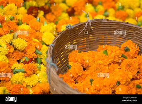 Marigold Heads For Sale Used For Hindu Pujaholy Ceremonies At The Flower Market Kolkata Or