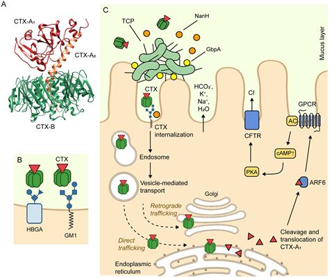 Vibrio Cholerae Classification Pathogenesis Immune Response And