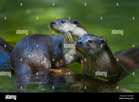 Uni N Nutria Lutra Lutra Tambi N Conocida Como La Nutria