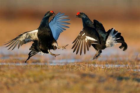 Black Grouse | Bird Identification Guide | Bird Spot