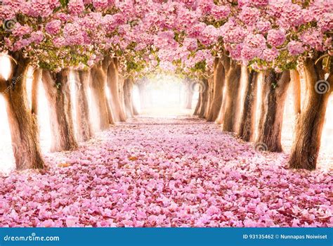 O Túnel Romântico De árvores Cor de rosa Da Flor Foto de Stock Imagem