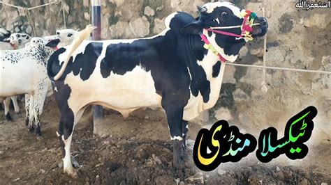 Taxila Mandi Latest Update 2 6 23 Qurbani Bakra Eid 2023 Eid Ul