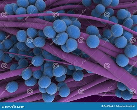 Staphylococcus Stock Illustration Illustration Of Human 5498864