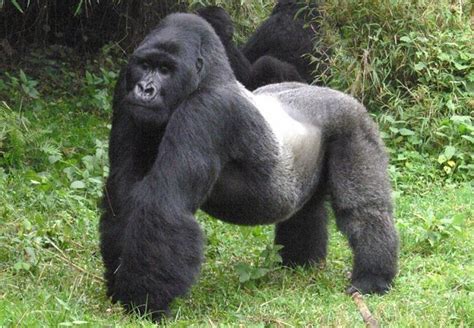 Characteristics of Mountain Gorillas - gorilla characterisitics