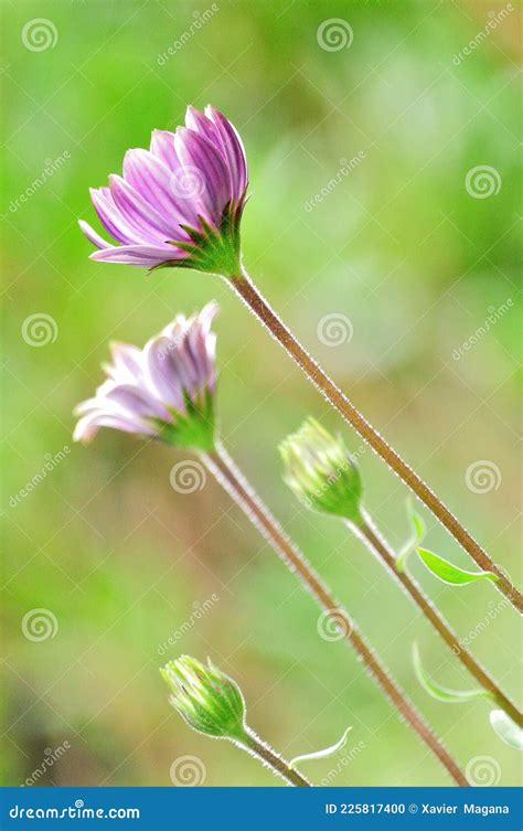 Cuatro Flores Salvajes Moradas En Auge Foto De Archivo Imagen De