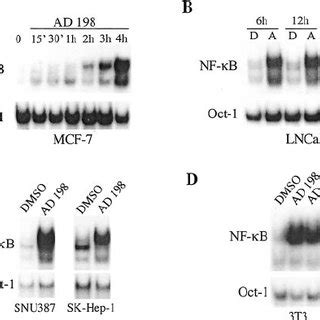 O Acylanthracyclines Activate Nf B Dna Binding Activity In