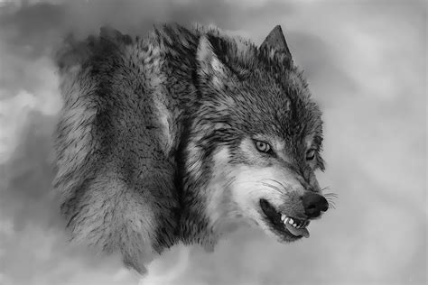 Black And White Wolf Art - Diysish