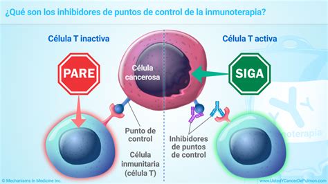 Presentaci N De Diapositivas Comprender La Inmunoterapia Para El