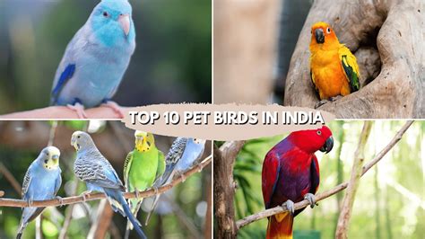 Top 10 Pet Birds in India