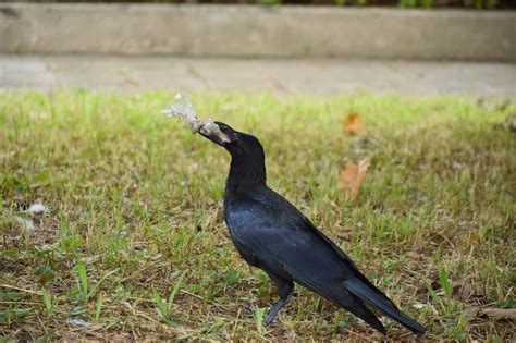 Crow Food Eating - Free photo on Pixabay - Pixabay