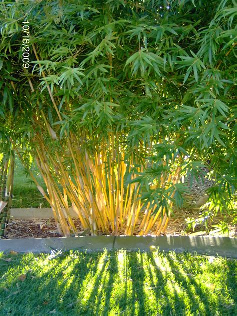 Bamboo Worktops Photos: Pictures Of Bamboo Plants