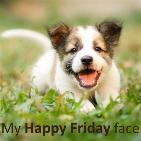 82 Best Images About Friday Friday On Pinterest Puppys I Am Done