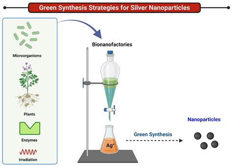 Ijms Free Full Text Bionanofactories For Green Synthesis Of Silver